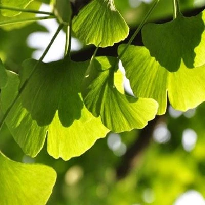 Ginkgo extract1