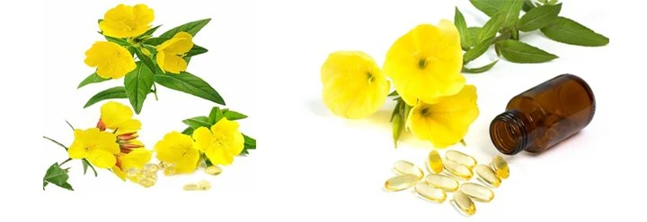 evening primrose oil2