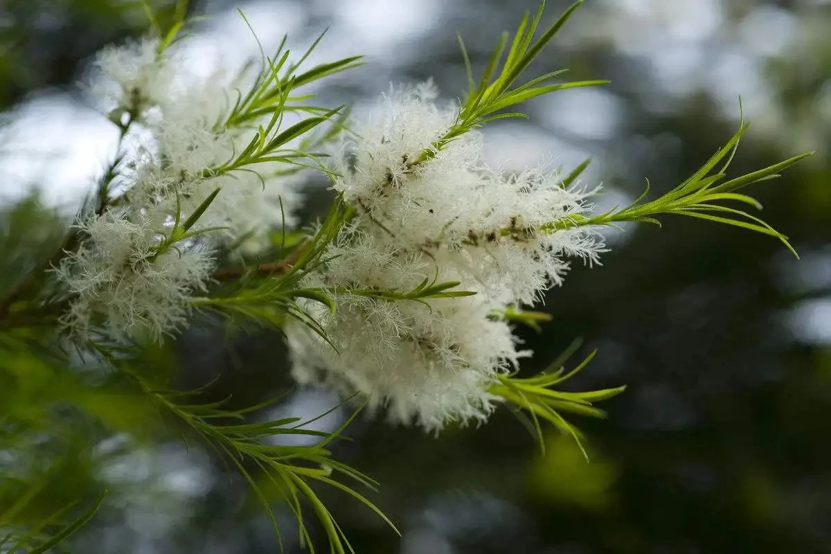 cajeput herb